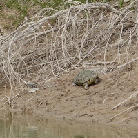 Ornate box turtle